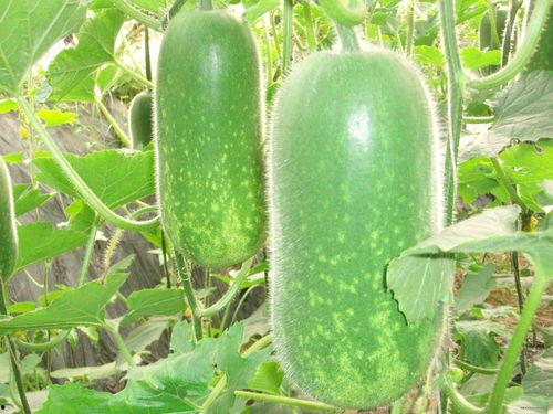 网红徒弟吃瓜图片大全,趣味图片大盘点